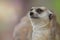 Meerkat Suricata suricatta portrait look at the camera