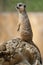 Meerkat Suricata suricatta. Program for the conservation of rare and endangered species   of animals