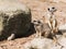 Meerkat, Suricata suricatta, sentries with defocussed pups in the background