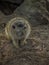 The meerkat Suricata suricatta sits on the ground and looks in different directions. Its lives in the Desert in Botswana,