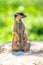 Meerkat, Suricata suricatta, sitting on the rock