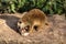 Meerkat, Suricata suricatta sitting on a stone and having dinner with a tasty mouse