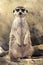 Meerkat (Suricata suricatta) standing looking at the camera