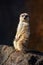 Meerkat Suricata suricatta standing on a rock looking at the cam