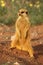 Meerkat Suricata suricatta Timon in Kalahari desert staying on red sand.