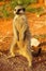 Meerkat Suricata suricatta Timon in Kalahari desert staying on red sand close to burrow watching around