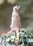 Meerkat (Suricata suricatta) on watch-duty, selective focus