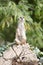 Meerkat (Suricata suricatta) on watch-duty, selective focus