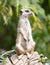 Meerkat (Suricata suricatta) on watch-duty, selective focus