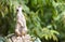 Meerkat (Suricata suricatta) on watch-duty, selective focus