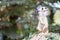 Meerkat (Suricata suricatta) on watch-duty, selective focus