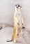 Meerkat suricata suricatta  wildlife animal standing on legs