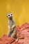 Meerkat / suricate