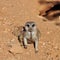 Meerkat suricate animal closeup