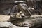 Meerkat or suricate in cage at public park in Bangkok, Thailand