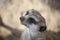 Meerkat (Suricate) Close-up