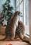 The meerkat or suricate cubs in decorated room with Christmass tree.