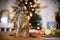 The meerkat or suricate cubs in decorated room with Christmass tree.