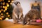 The meerkat or suricate cubs in decorated room with Christmass tree.