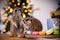 The meerkat or suricate cubs in decorated room with Christmass tree.