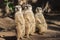 Meerkat,suricate family.