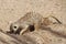 meerkat or suricate foraging for food in the sand