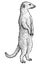 Meerkat, suricate, suricata illustration, drawing, engraving, ink, line art, vector