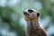 Meerkat or Suricate (Suricata suricatta)