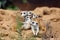 The meerkat or suricate Suricata suricatta, playing youngsters