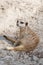 Meerkat suricate or Suricata suricatta sitting. Small carnivoran belonging to the mongoose family - Herpestidae. African native c