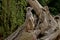 Meerkat or Suricate Suricata suricatta standing on alert