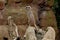 Meerkat or Suricate Suricata suricatta standing on alert