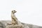 Meerkat, suricate, Suricata suricatta, standing sentry; in captivity