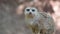 Meerkat suricate in a zoo natural park