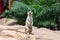 Meerkat (Surikate) found in zoo