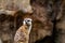 Meerkat survey his domain. Auckland Zoo Auckland New Zealand