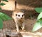 A Meerkat Takes A Cheerful Evening Stroll