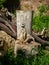 Meerkat on a Tree Log