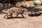 Meerkat Walking