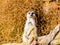 Meerkat watches the gang from a tree branch. Auckland Zoo Auckland New Zealand