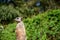 Meerkat in the wilderness with plantations in the background