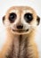 Meerkat wildlife brown fur face wild small mammal animal nature cute portrait