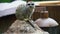 Meerkat yawning, cute animals in zoo, suricate on rock