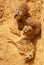 Meerkat with young