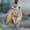 Meerkat in Zoo.