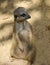 Meerkat in a Zoo