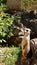 The Meerkat in the zoo. Very interesting, curious little beings.