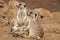 Meerkats