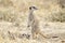 Meerkats adult and two juveniles on the lookout