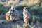 Meerkats in Africa, four cute meerkats curious facing photographer, Botswana, Africa